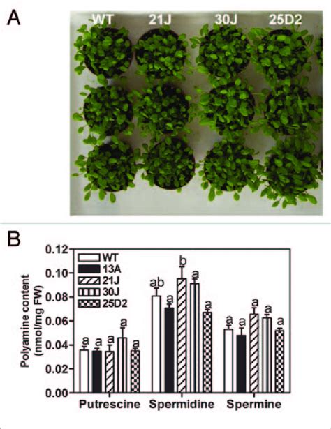 Phenotipic Comparison Between Wt And Transgenic Plants Wt And Download Scientific Diagram