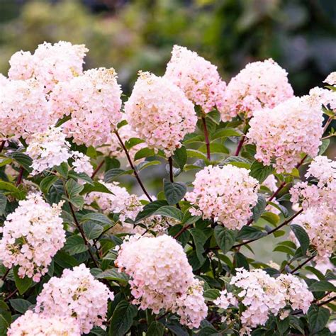 Strawberry Sundae Hydrangea PlantsRose