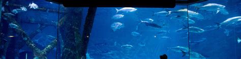 Audubon Aquarium In French Quarter Tours And Activities Expediaca