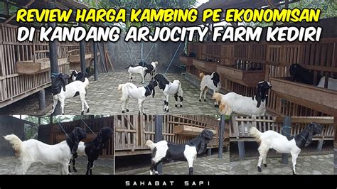 Kambing Pe Ekonomisan Di Kandang Arjocity Farm Kediri Sahabat Sapi