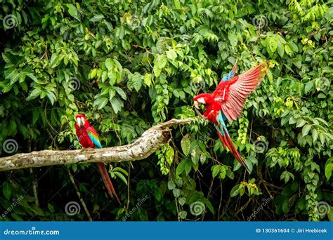 Perroquet Rouge En Vol Vol D Ara V G Tation Verte L Arri Re Plan Ara