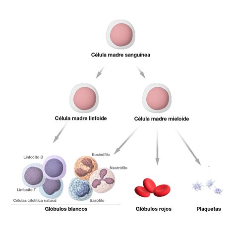 Celulas Hematologicas Celulas Sanguineas