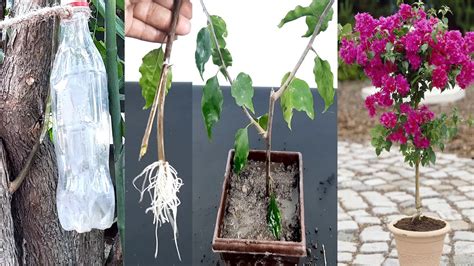 How To Propagate Bougainvillea From Cuttingsbougainvillea Grow From