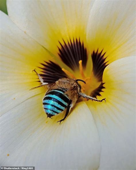 Australians In Awe Of Native Blue Banded Bees Found Across The Country