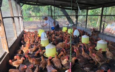 PEMBEKAL ANAK AYAM KAMPUNG DI MALAYSIA - Pusaka