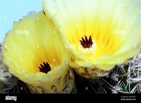 Two flowers of Notocactus rutilans var. longispinus Stock Photo - Alamy