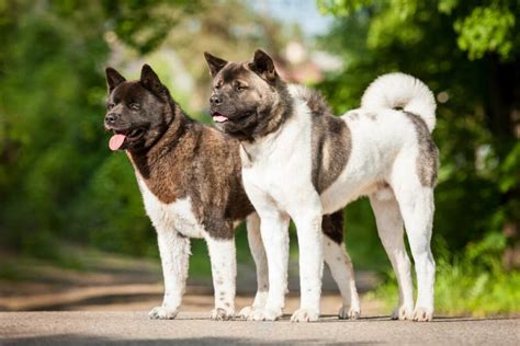 American Akitas Pros And Cons Hellobark