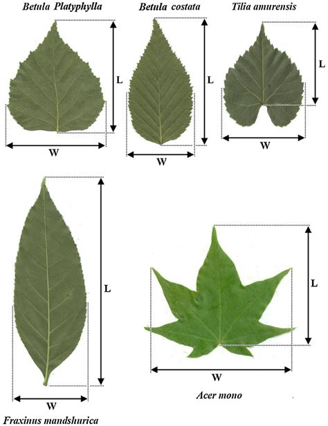 Tree Leaves Chart