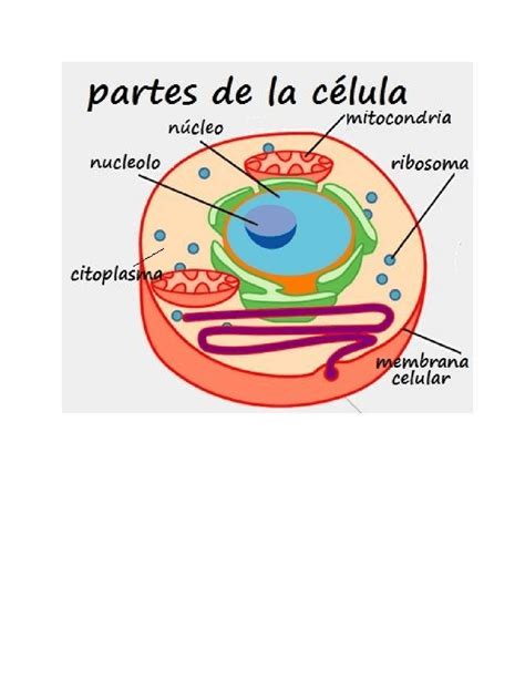 Detalles Más De 78 Dibujo Celula Con Sus Partes última Vn