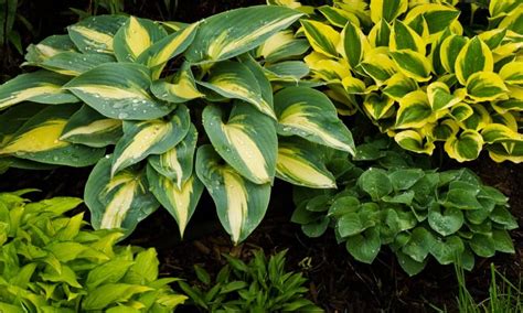 13 Types of Hostas - Hosta Varieties You May Want to Know