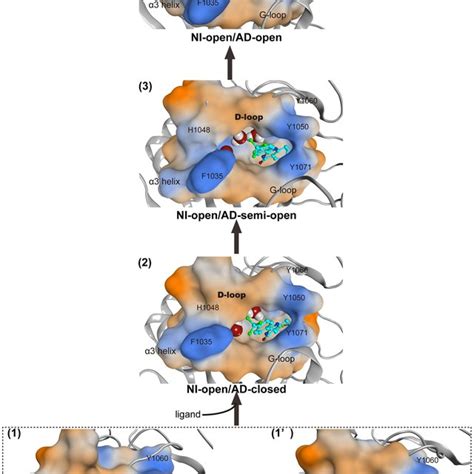 Proposed Mechanism Of Conformational Changes Of Ligand Binding Pocket