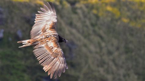 Bearded Vulture Spotted In The Peak District Bbc News