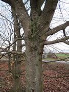 Category:Acer platanoides (bark) - Wikimedia Commons