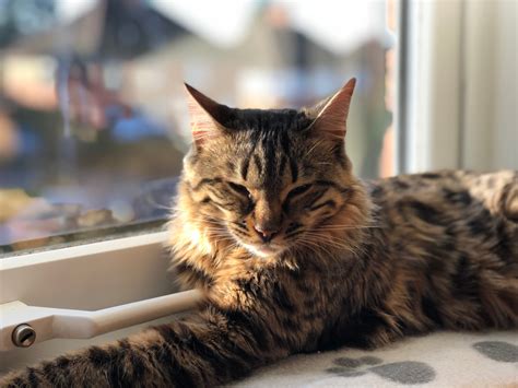 Cashmere Bengal Cat: A Longhair Sibling Of Your Smart Bengal