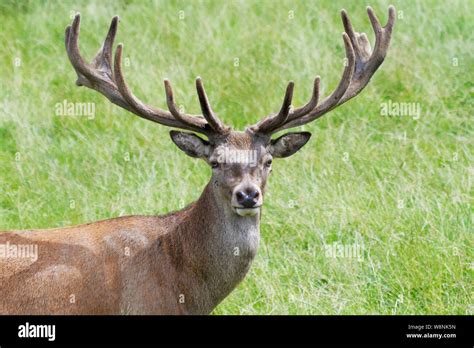 Red Deer At The British Wildlife Centre Stock Photo Alamy
