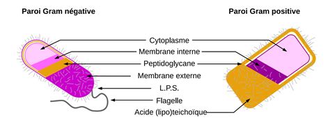 Peptidoglycane Sous Le Microscope