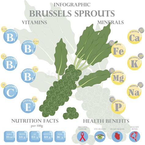 Brussels Sprouts Nutrition Facts And Health Benefits Infographic Stock Vector Illustration Of