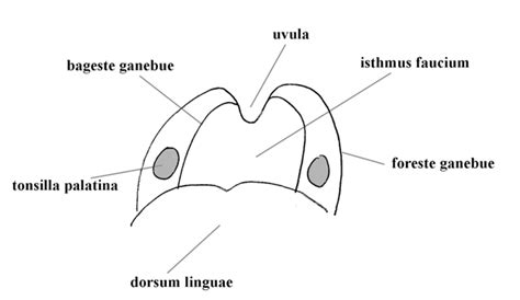 Tonsiller Medicinwiki
