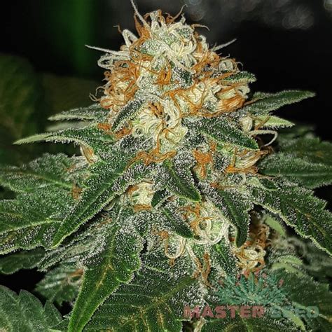 Купить семена конопли Afghan Kush фем. Master-Seed | Семена афганки