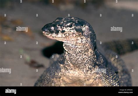 Philippines Palawan Reptiles Monitor Lizard Hi Res Stock Photography