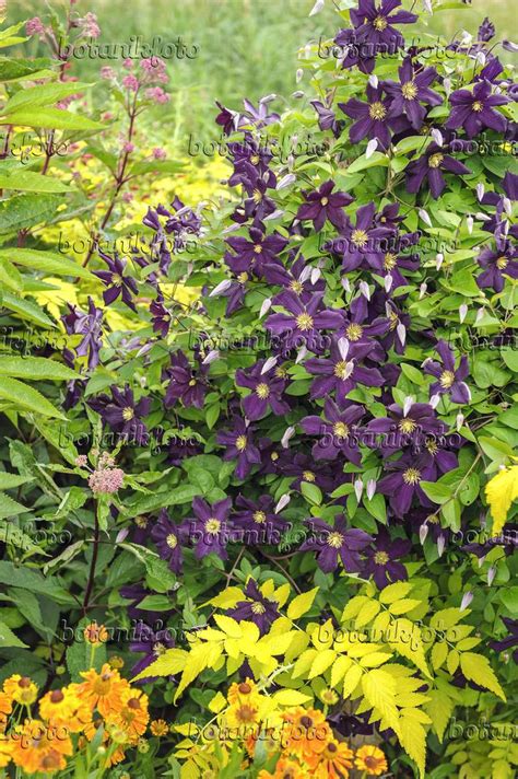 Images Clematis Viticella Romantika Images Of Plants And Gardens