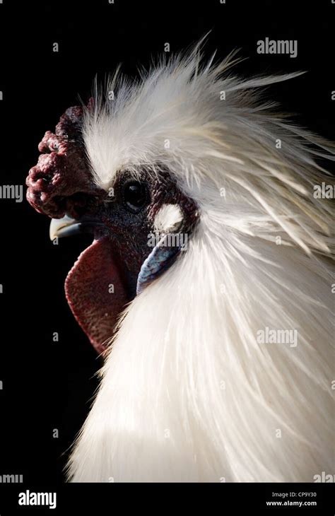 Silkie Hen Portrait Of Single Adult Male Uk Stock Photo Alamy