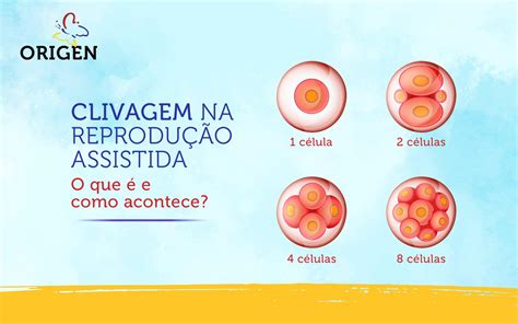 Clivagem na reprodução assistida o que é e como acontece Clínica