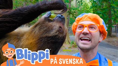 Blippi Bes Ker En Djurpark Blippisvenska Pedagogiska Videor F R