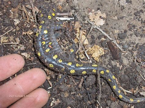 How To Draw A Yellow Spotted Lizard From Holes