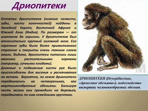 Дриопитеки. Австралопитеки - презентация онлайн