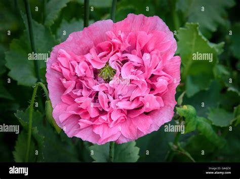 Giant double pink poppy flower ( Papaver laciniata Stock Photo - Alamy