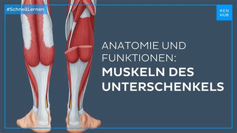 Unterschenkelmuskeln Anatomie Und Funktion Einfach Erkl Rt Kenhub