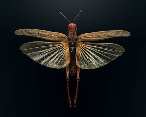 Extraordinary Close-Up Images of Insects