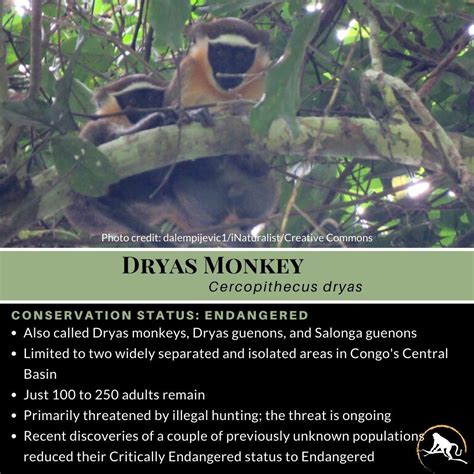 Dryas Monkey | New England Primate Conservancy