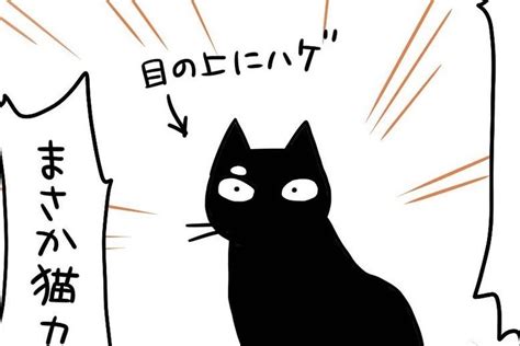 【漫画】第117話：危険を察知！ビビりなニャンコの瞬発力が早すぎてかわいい♪【きなこちゃん】 Mofmo