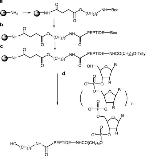 Synthesis Of Oligonucleotidepeptide Conjugates For Biomedical And