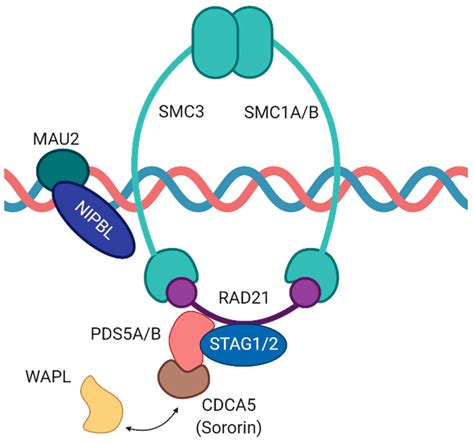 The Cohesin Complex And Its Interplay With Non Coding Rnas