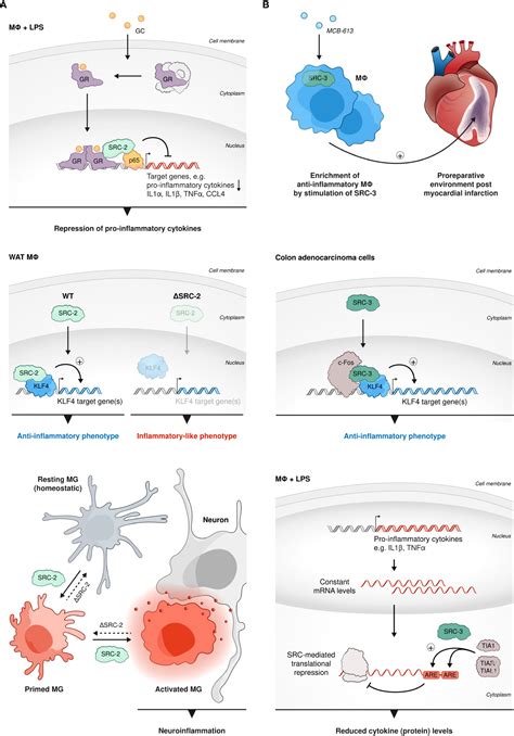 Frontiers Steroid Receptor Coactivators Their Role In Immunity