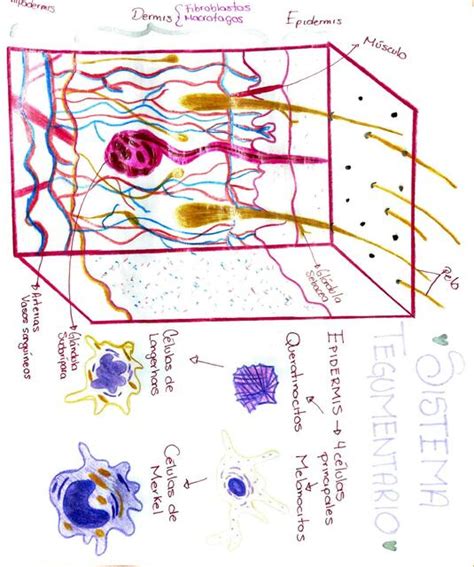 Sistema Tegumentario Kriz S Nchez Udocz