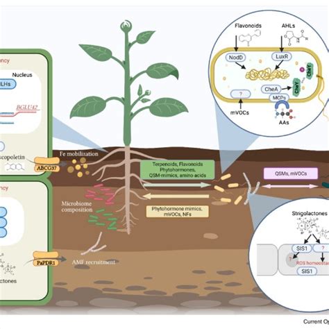 Biotic Interactions - Metabolism Lab