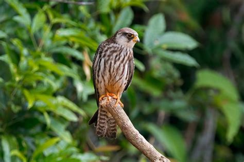 Premium Photo Amur Falcon Falco Amurensis Beautiful Birds Of Thailand