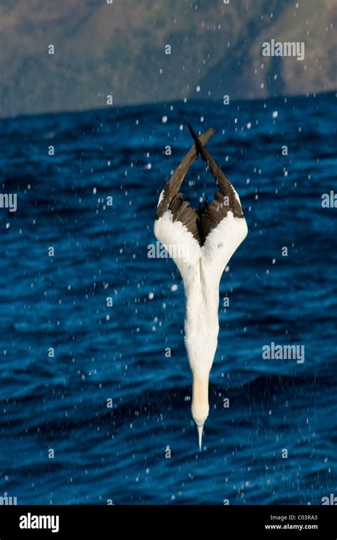 Cape Gannet Morus Capensis Plunge Diving On Sardines Stock Photo Alamy