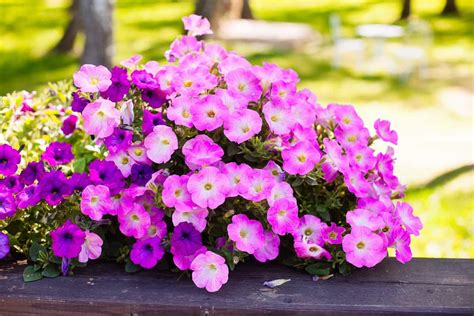 25 Best Flowering Plants For Pots