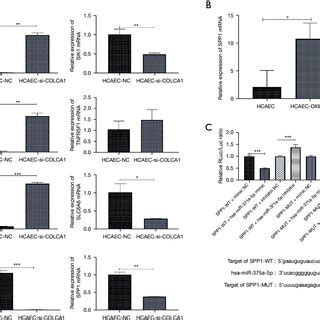 The Target Gene Of Hsa Mir A P Is Spp Secreted Phosphoprotein