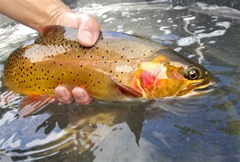 15 Best Flies For Cutthroat Trout These Flies Work Guide Recommended