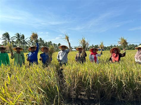 Berdayakan 80 Petani Pertamina Berhasil Kembangkan Padi Organik Di Kaltim