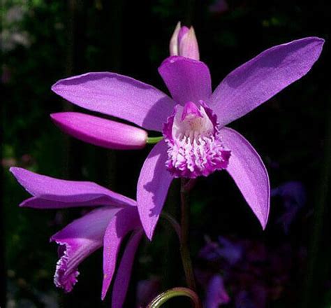 Bletilla Striata Hardy Orchid White House Nursery