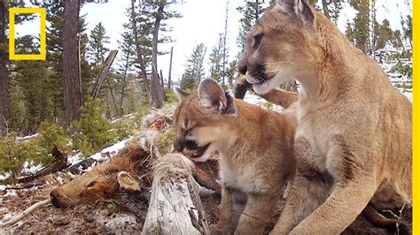 Les pumas de Yellowstone prédateurs hors pair YouTube