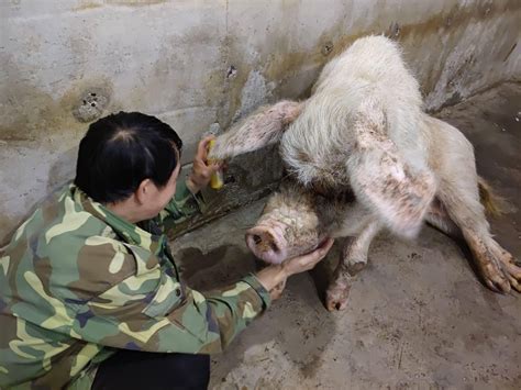 猪坚强去世，原主人：有不舍，但看到它自然死亡的心愿已实现建川博物馆