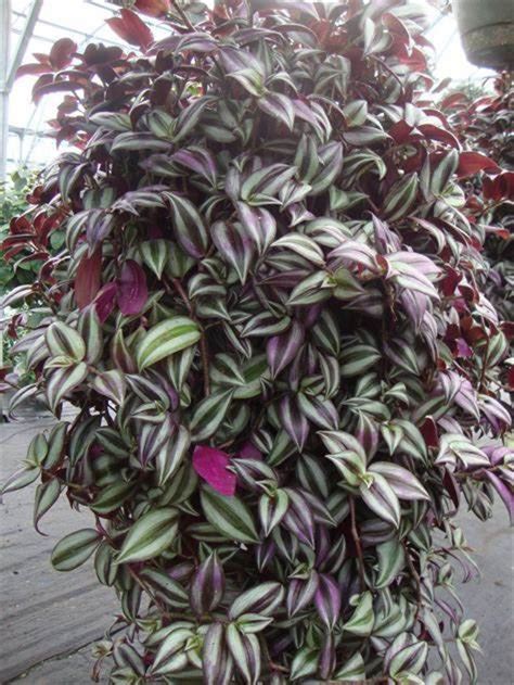 5 Cuttings Tradescantia Zebrina Burgundy Color Wandering Jew Free